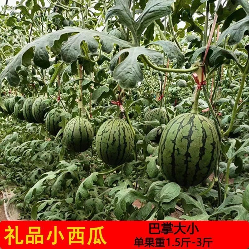 甘肃小糖丸冰糖小西瓜贵族精品瓜瓜手掌大小新鲜水果当季现摘现发,淘宝优惠券,粉丝福利购,淘宝优惠卷