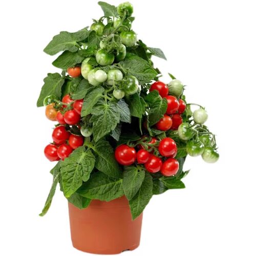 Four season small tomato seedlings potted balcony dwarf big - 图3