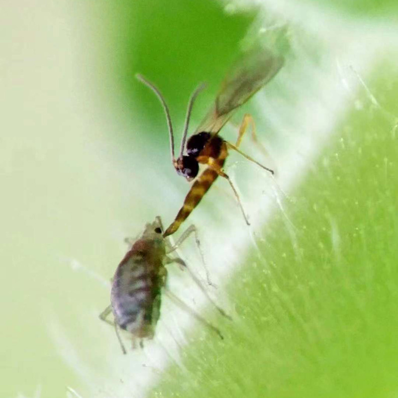 蚜茧蜂蚜虫寄生性天敌昆虫科学研究昆虫小课堂大用处科研昆虫-图1