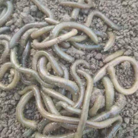 湖北现货特臭青蚯蚓垂钓松土料鲫鱼鲤鱼龙虾鳝鱼黑坑打窝野钓户外 - 图3