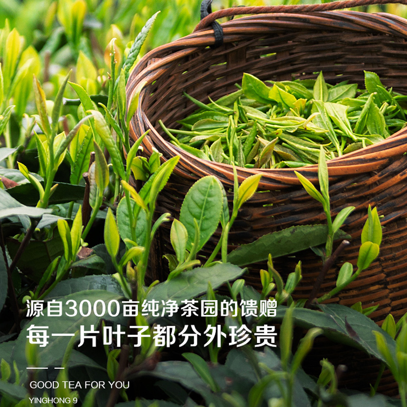 积庆里有机英德红茶英红九号浓香型袋装茶叶奶茶专用工夫红茶250g - 图1