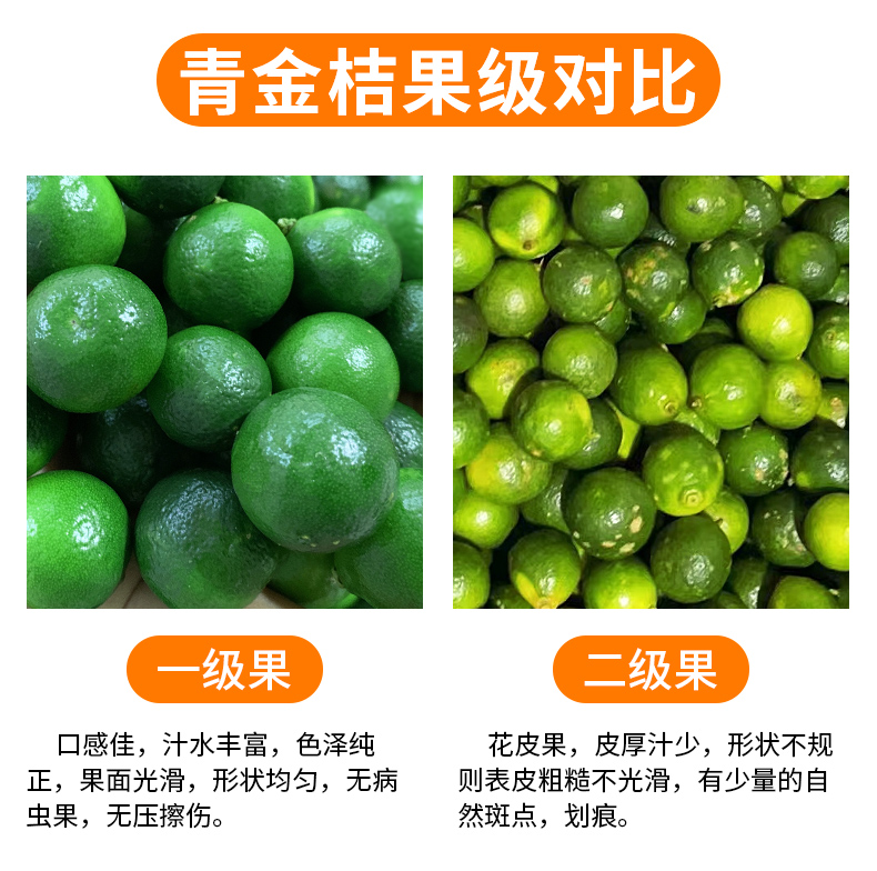 探味君旗舰店海南小金桔5斤新鲜水果当应季青金桔柠檬整箱包邮小青柠青桔百香33