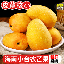 Hainan small bench farm mango 10 catty fresh now off Little Taimong should season tropical fruit specialite mango 5