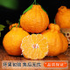 Authentic Sichuan Shiranui Ugly Orange