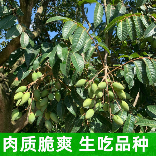 正宗闽侯新鲜青橄榄 福建鲜食檀香橄榄 潮汕生吃煲汤泡酒  无添加 - 图0