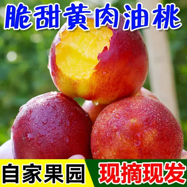 新鲜曙光黄心油桃湖北农家桃子硬脆甜孕妇水果现摘现发5斤装包邮 - 图3