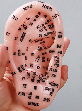 耳部高清防水仿真挂图穴位模型