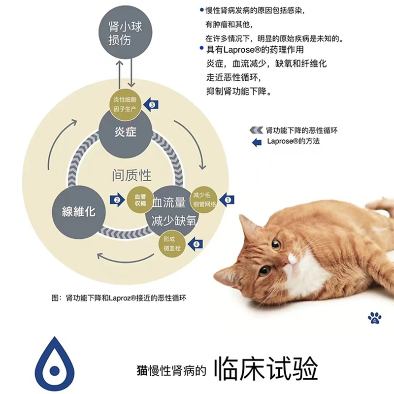 日本共立RAPROS猫急慢性肾衰竭停透肾炎病小球修复维护肌酐降氮磷 - 图2