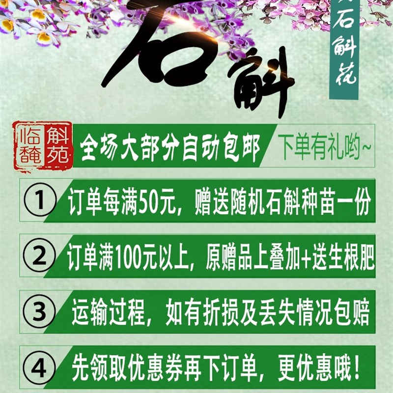 黑喉石斛苗稀有品j种数量有限兰花大苗办公桌 保证对版 花艳丽明