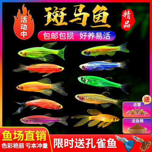 小型热带鱼观赏鱼灯科鱼鱼群游鱼活体鱼红斑马鱼蓝斑马冷水鱼活体 - 图0