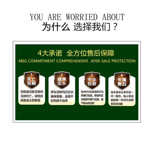 观赏鱼生态瓶微景观免换水diy水族箱办公桌面创意造景斗鱼玻璃缸 - 图3
