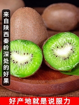 Shaanxi Xu Xiangkiwi Fresh Big Fruit Green Heart Exotic Fruits When Ripe Kiwi Fruit Trees in the Fruits Brow County Tree