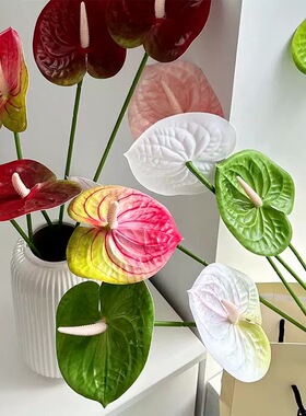 仿真花红掌火鹤花红掌粉掌胶片3D