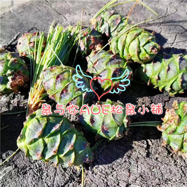 新鲜野生马尾青松果塔松飞鼠主粮零食物互动啃咬磨牙用品含松籽子_虎窝淘