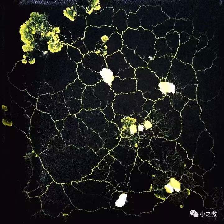 黏菌迷宫菌种史莱姆饲养套装学生小型好养小宠物曳尾菌培养粘菌_虎窝淘