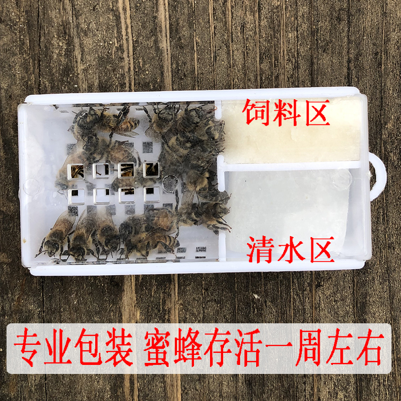 蜂疗蜜蜂活体中土蜂意蜂群蜂针蜂毒蛰刺疗法送镊子蜂疗蜜蜂-图0