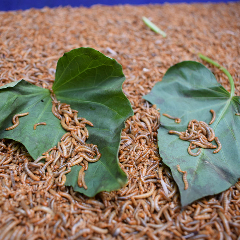 面包虫黄粉虫活虫活体宠物饲料幼虫守宫食物鸟食仓鼠粮食乌龟龙鱼,淘宝优惠券,粉丝福利购,淘宝优惠卷