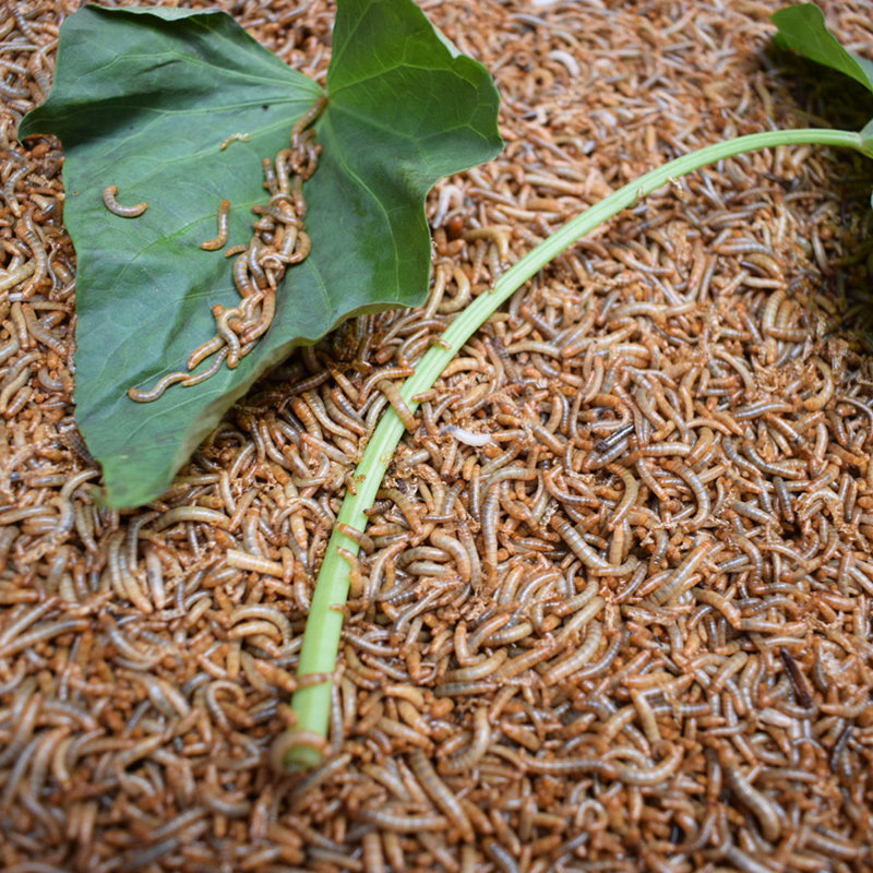 面包虫黄粉虫活虫活体宠物饲料幼虫守宫食物鸟食仓鼠粮食乌龟龙鱼,淘宝优惠券,粉丝福利购,淘宝优惠卷