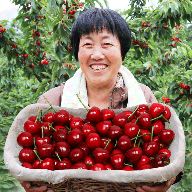 九岭夼山东大樱桃车厘子大连美早孕妇水果新鲜当季整箱5顺丰3烟台助农100