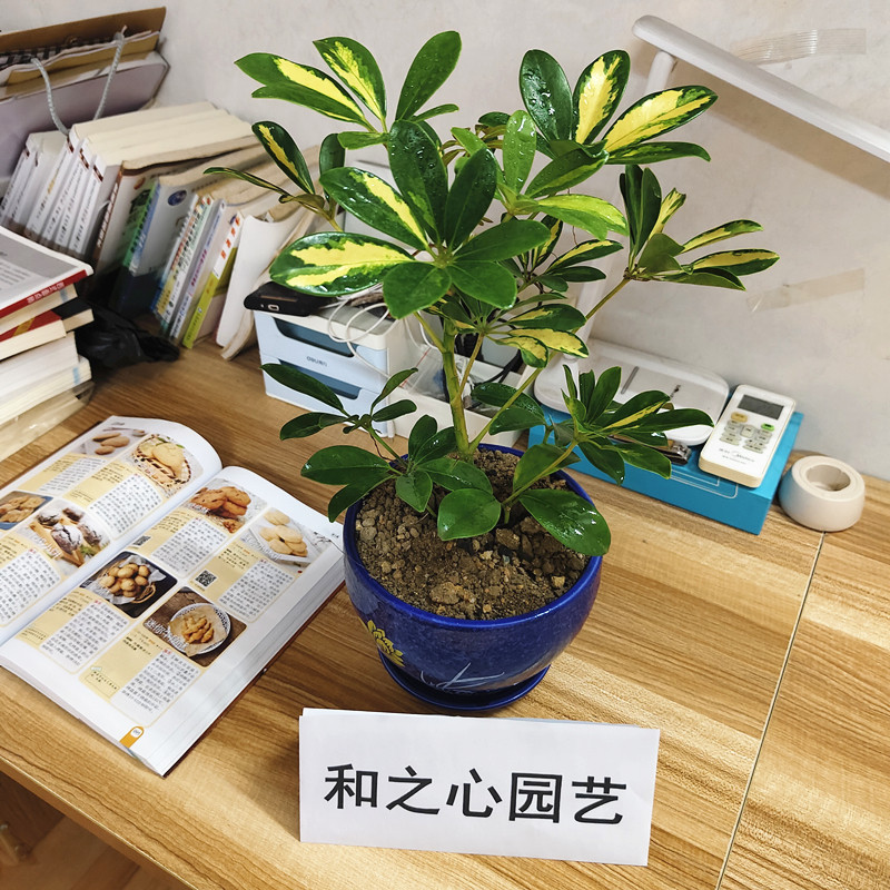 黄金鸭脚木八方来财黄金叶招财树花叶鸭脚木绿植盆栽七叶莲吸甲醛,淘宝优惠券,粉丝福利购,淘宝优惠卷