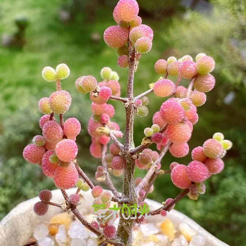 米粒糖球红叶冰晶枝干番杏多肉植物老桩群生稀有含盆包邮一物一拍 - 图1