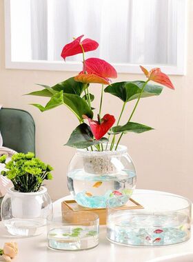 花盆绿植鱼缸多肉插花水培水养