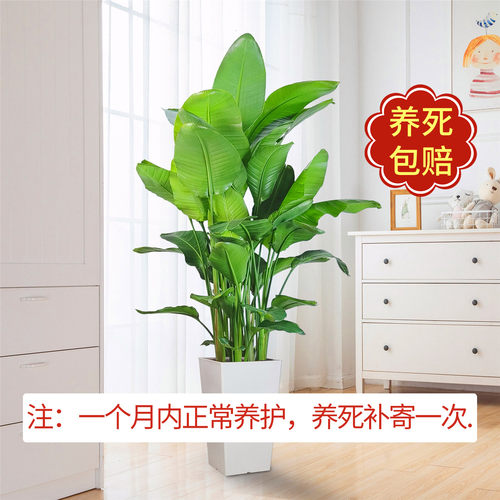 天堂鸟盆栽客厅室内好养大型花卉绿植办公室轻奢绿色植物鹤望兰 - 图0