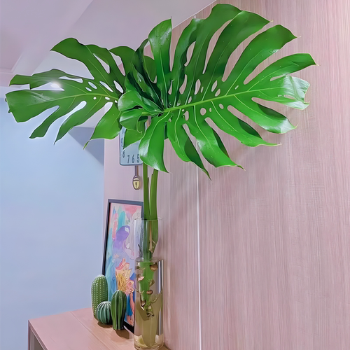 水培植物龟背竹盆栽老桩四季常青大叶室内观叶桌面绿植 - 图1