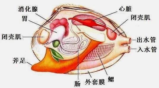 动物教学解剖实验河蚌解剖材料-图1