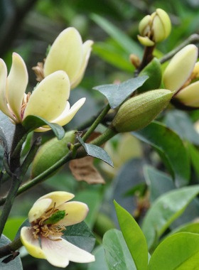 含笑花树/苗室内芳香浓花/卉绿/植盆/栽盆景含笑花/卉花植/物