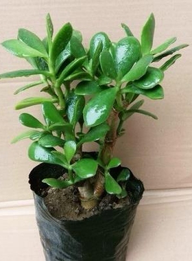 家居饰品玉树盆栽 室内大叶多肉植物 客厅阳台办公室桌面肉肉绿植