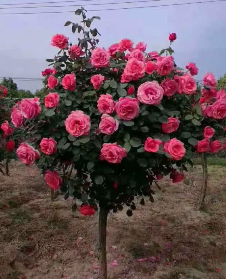 树桩月季花苗嫁接老桩盆栽地栽庭院室内花卉四季开花月季树状花苗-图0