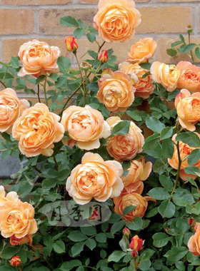 经典月季 夏洛特女郎 新品 欧洲月季花系列 花期超长盆地栽种