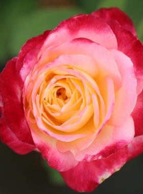 浓香型月季花苗阳台庭院盆栽绿植