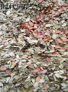 天然落叶干花橱窗装饰复古树叶