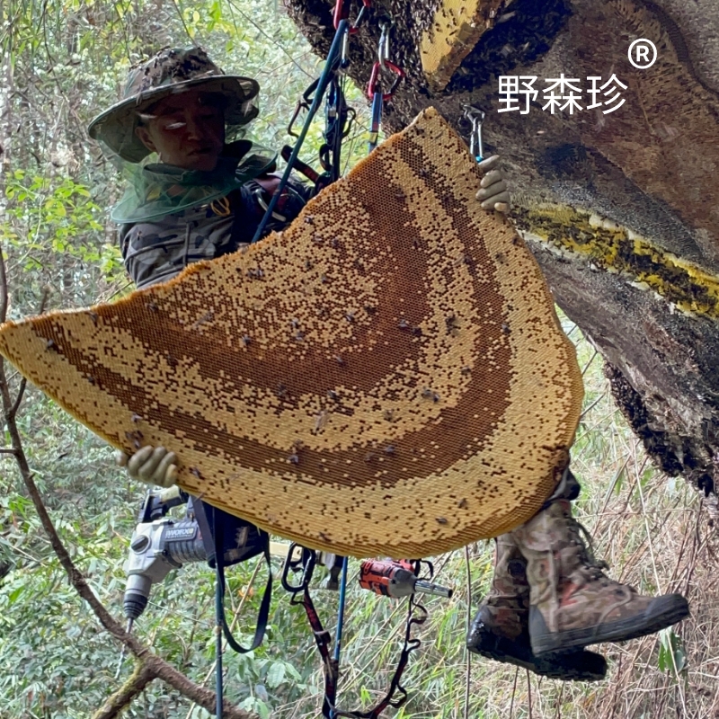 野森珍蜂蜜蜂巢蜜土蜂蜜百花蜜野生悬崖蜂蜜500g - 图1