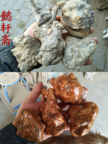 Taihang Cliff aging Mao material red and white stock Scar Hand-string Root Carving With Type Handlebar Piece Tumor Scarcliffe Swaying Pieces