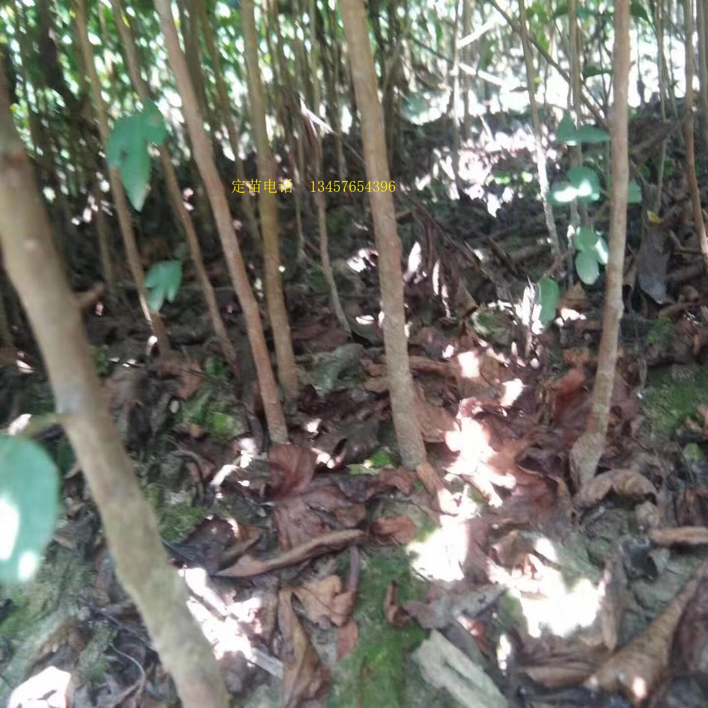 鸟梨苗棠梨苗鸟梨芽苗实生苗直生苗嫁接桂花金秋梨砧木苗杜梨小苗 - 图2