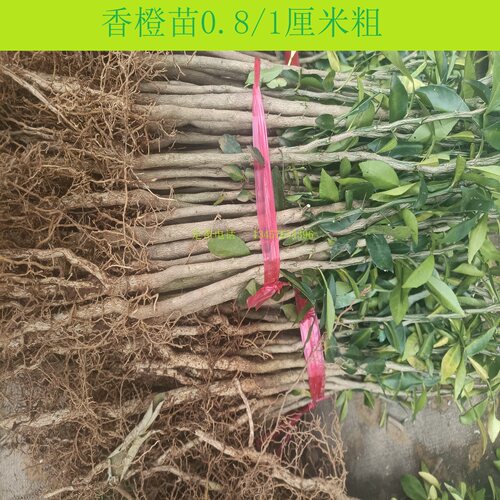 正宗资阳小叶软枝香橙苗香橙砧木苗香橙苗香橙实生苗小叶香橙大苗 - 图2