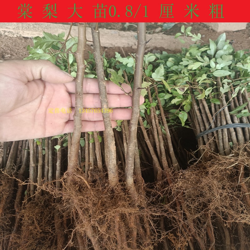 鸟梨苗棠梨苗鸟梨芽苗实生苗直生苗嫁接桂花金秋梨砧木苗杜梨小苗 - 图0