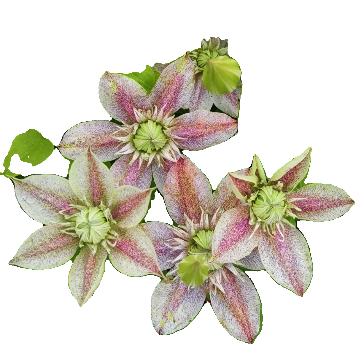 夏琳花园 铁线莲3~4年裸根大苗藤本冬季脱土发货性价比高攀援花卉,淘宝优惠券,粉丝福利购,淘宝优惠卷