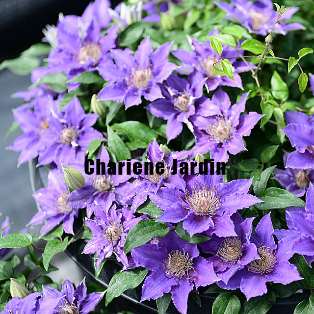 夏琳花园 1~1.5年裸根苗铁线莲二类早花组庭院阳台爬藤攀援花卉,淘宝优惠券,粉丝福利购,淘宝优惠卷