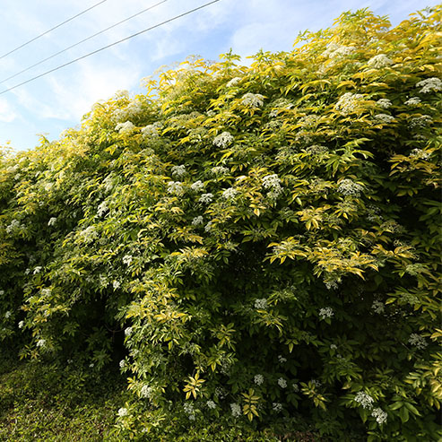 夏琳花园 接骨木小苗 黑色蕾丝柠檬蕾丝花叶麦当娜 阳台庭院地栽 - 图1