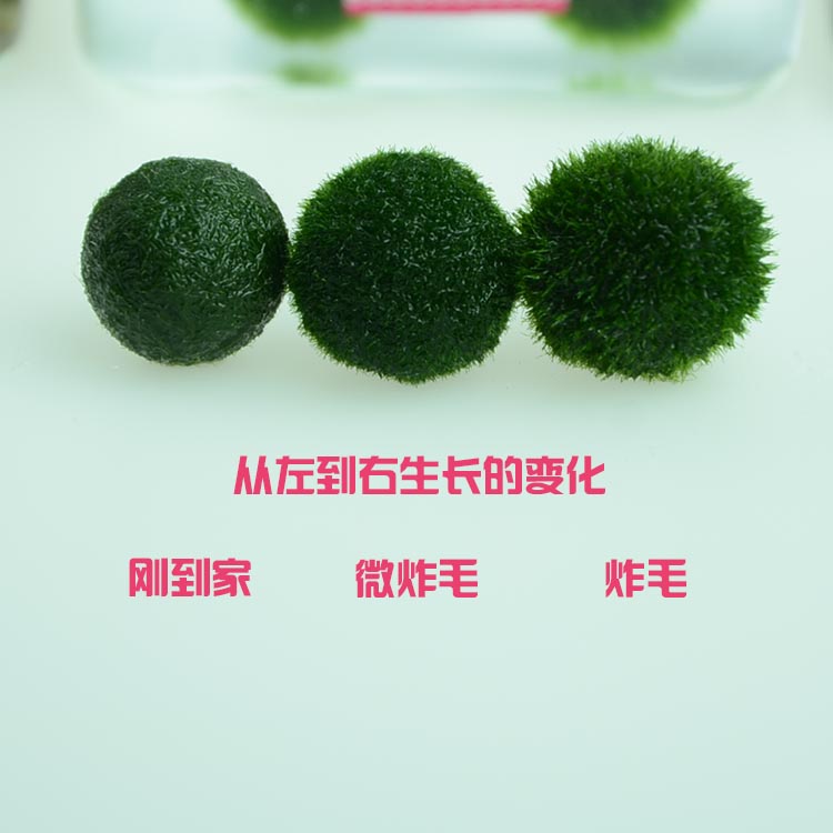 幸福海藻球marimo微景观水培植物生态瓶球藻生日礼物创意迷你植物