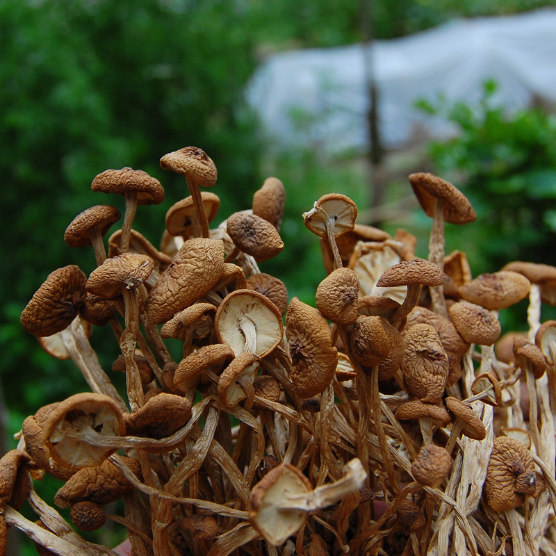 精选茶树菇干货不开伞江西广昌食用农产品食用菌菇散装 250克-图1