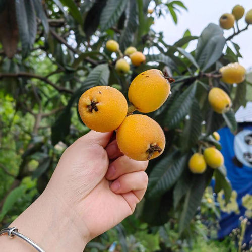 无核砂糖白玉白沙早钟大五星枇杷树嫁接枝条蒙自枇杷树苗接穗码子 - 图3