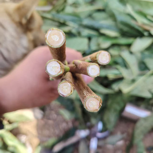 无核砂糖白玉白沙早钟大五星枇杷树嫁接枝条蒙自枇杷树苗接穗码子 - 图2