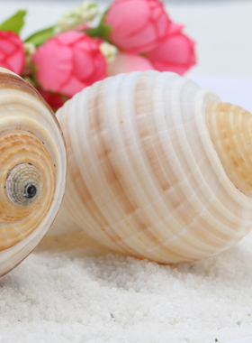 天然贝壳珊瑚地中海风道具装饰品