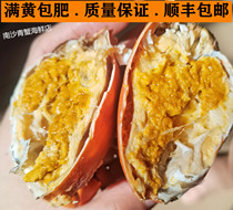 Live Civilian Version Butter Crab Virgin Crab Stream Sand Soft Yellow Paste Moribo Crab Guangdong Whole Mother Crab 1 Catty 3-4 Only