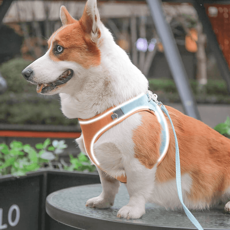 宠物狗狗牵引绳背心式遛狗胸背带牵狗绳子狗链中型犬防挣脱咬柯基 - 图1